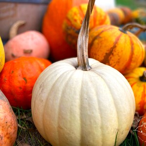 May include: A collection of pumpkins in various colors and sizes, including a white pumpkin with a long stem, an orange pumpkin, a yellow pumpkin, and a striped pumpkin.
