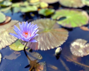 purple lotus photo print - waterlily - original - limited edition - nature photography - art photography - Nebraska - Midwest - floral