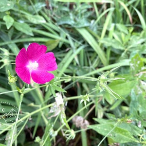 purple poppy mallow photo print - original - limited edition - nature photography - art photography - Eureka Springs - Arkansas