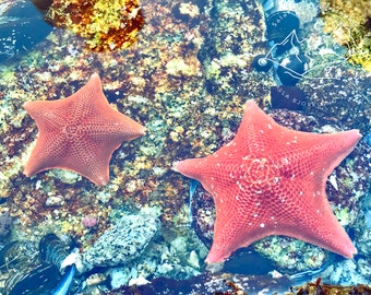 double orange starfish photo print - original - nature - art - nautical - California - ocean life - limited edition - animal - Pacific Ocean