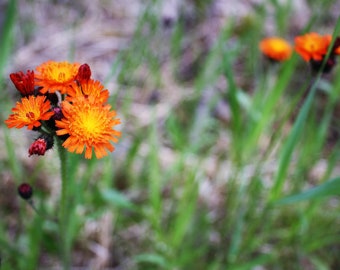 orange hawkweed photo print - limited edition - art photography - nature photography - flower photography - summer - Minnesota - Midwest