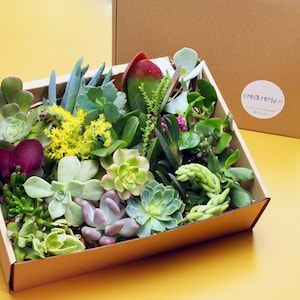 May include: A brown cardboard box filled with a variety of green succulents and plants. The box has a sticker that says "createrium".