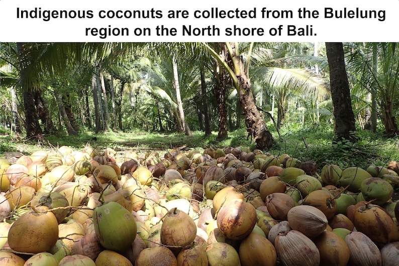 May include: A large pile of coconuts, some green and some brown, are gathered on the ground. The text at the top of the image reads: "Indigenous coconuts are collected from the Bulelung region on the North shore of Bali."
