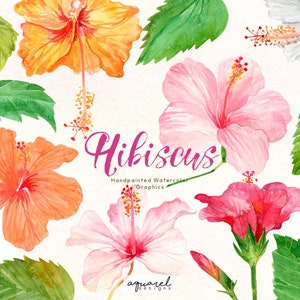 Aquarell Hibiskus Blume, Tropische Blume, exotische Blumen, digitaler Download PNG