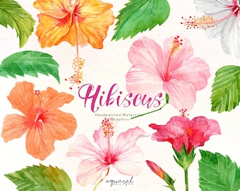 Watercolor hibiscus flower, Tropical Flower, Exotic flowers, digital download PNG