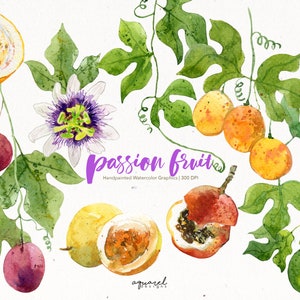 MARACUYÁ / Acuarela, Frutas Tropicales, Verano, Imprimible, Arte Digital, Scrapbooking, Frutas Exóticas, Pegatina, Ilustración PNG