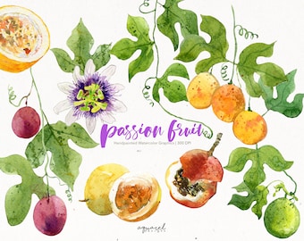 PASSION FRUIT | Watercolor Clipart, Tropical Fruits, Summer, Printable, Digital art, Scrapbooking, Exotic fruits, sticker, illustration PNG