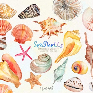 Watercolor Seashells Clipart - summer clipart - beach clipart - nautical clipart - Ocean Shells, Starfish, Conch, Instant Download