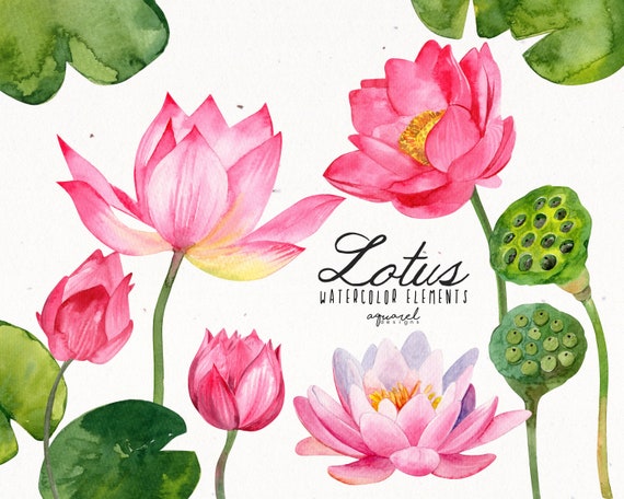 Lotus Watercolor Flowers Clipart Water Lilies Bridal Shower - Etsy
