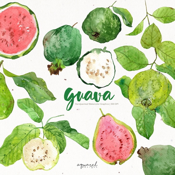 GUAVA | Watercolor Clipart, Tropical Fruits, Beach, Summer, Printable, Digital art, Scrapbooking, Exotic fruits, sticker, illustration PNG