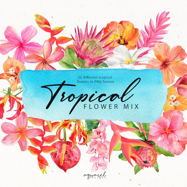 FLEURS TROPICALES | Clipart aquarelle, Hibiscus, plumeria, frangipanier, fleurs exotiques, bougainvilliers, fleur de gingembre, protéa, anthurium,