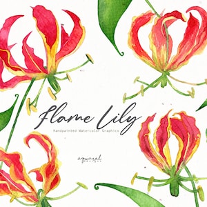 Gloriosa Superba, Acquerello dipinto a mano, Giglio di fiamma, Giglio di fuoco, Clipart, Arte floreale, Fiori tropicali hawaiani, Download digitale PNG