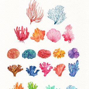 Watercolor Coral Reef Clipart Under the Sea clipart, Coral Reef Clipart, Ocean Clipart, Sea Coral Clipart, Anemone, Sea life clipart, PNG image 2