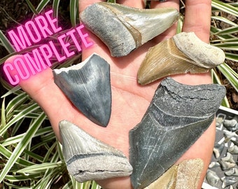 Single Broken Megalodon Shark Tooth, Bone Valley, Colorful Fossil