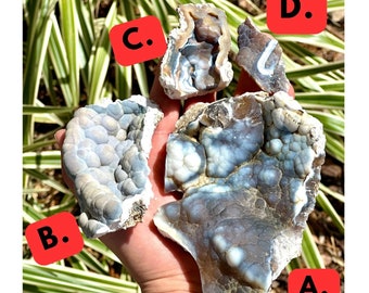 BIG SELECTION Agatized Coral Pieces