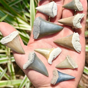 REAL Fossil Lesser Great White Shark Teeth, Mako, GreatWhite Ancestor Sharks Tooth, Authentic Ancient Colorful Fossils Florida, Rare Colors