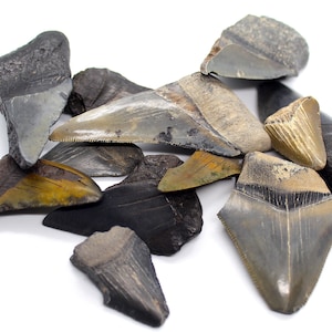 Broken Megalodon Shark Teeth, Real Fossil Meg Sharks Tooth, Ancient Prehistoric Genuine Collectible Beachy Decor for Aquarium, Office, Home