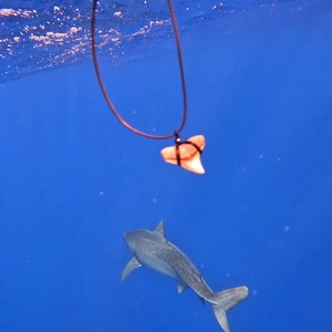 Our real, ancient, fossilized Bull Shark Tooth returning back into the ocean with a real, modern day Tiger Shark in Hawaii!
