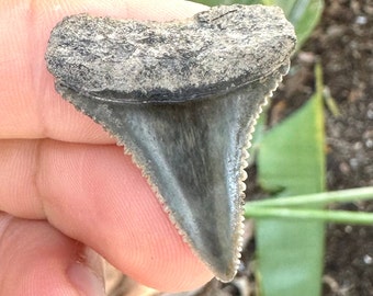 REAL Great White Shark Tooth Fossil (1 3/8") Found in Florida, Ancient Sharks Teeth, Ethical Authentic Genuine Fossilized Rare Beach Decor