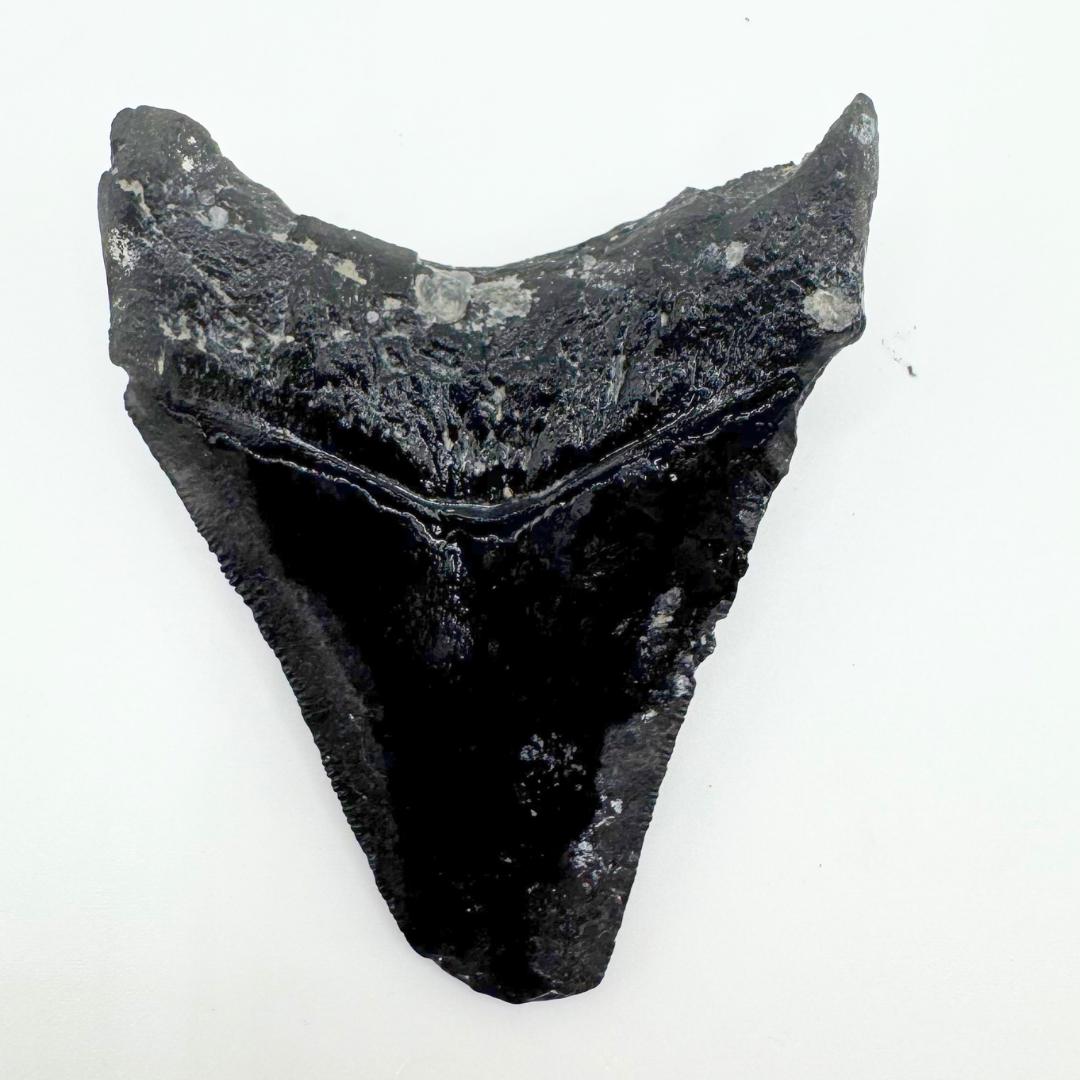 Black Megalodon Fossil Shark Tooth from Florida - Authentic Prehistoric Giant with Natural Wear