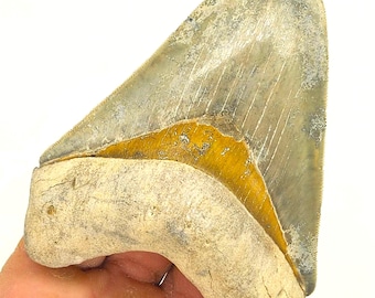 BEAUTIFUL Golden Beach 4 7/16 Inch Megalodon Shark Tooth Fossil, Real Meg Teeth Rare Ancient Fossilized Sharks, Authentic Genuine Megalodons