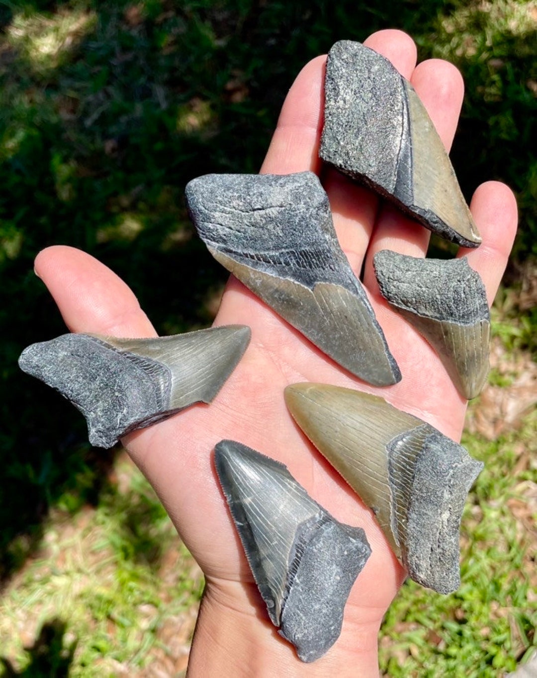 Broken Megalodon Shark Teeth, Real Fossil Sharks Tooth, Unique Arts and Crafts, Ancient Meg