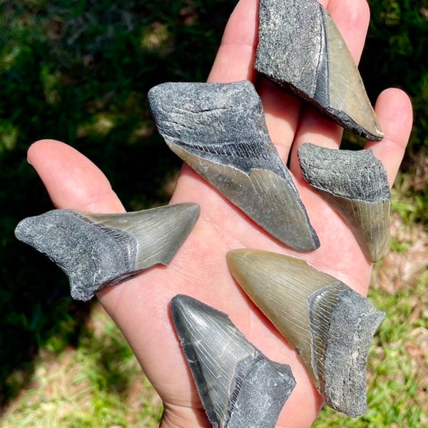 Dents cassées de requin mégalodon, vraies dent de requin fossile, objets d'art et d'artisanat uniques, ancienne Floride Meg, os de la semaine des dinosaures