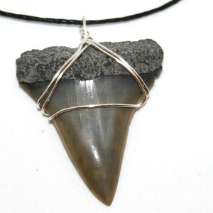 Shark Tooth Necklace - Etsy