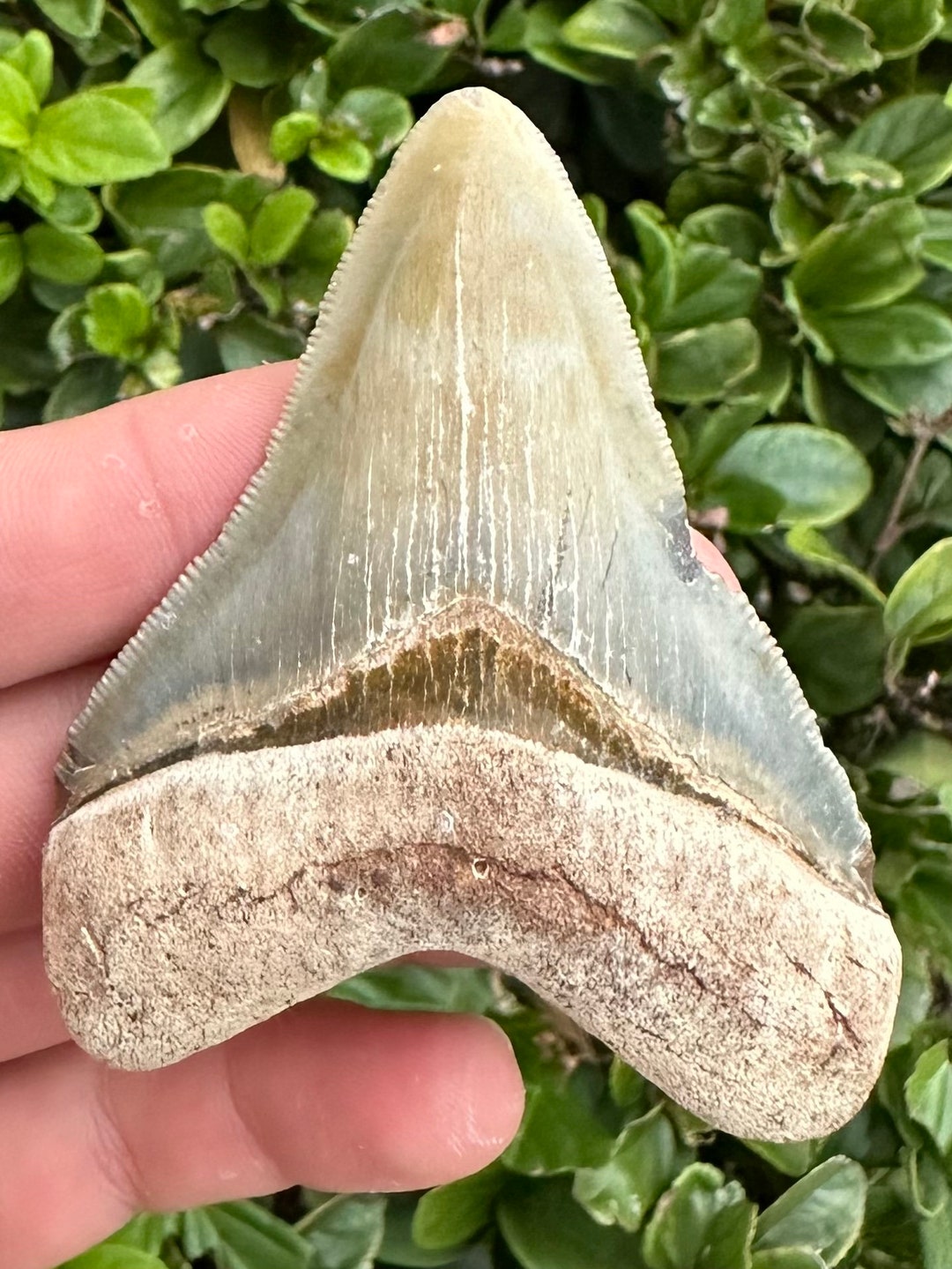 UNIQUE Megalodon Shark Tooth Fossil Golden Beach, Real Meg Teeth Rare ...