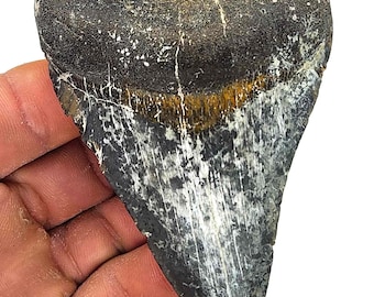 UNIQUE 3.75 Inch Megalodon Shark Tooth Large Fossil, Real Meg Teeth Rare Ancient Fossilized Sharks, Authentic Genuine Florida Megalodons Obx