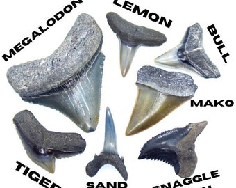 CUSTOM SHARK TOOTH Necklace, Real Ancient Fossil Sharks Teeth Jewelry, Megalodon For Men Women Boys Girls, Jj Maybank Handmade Surf Beach