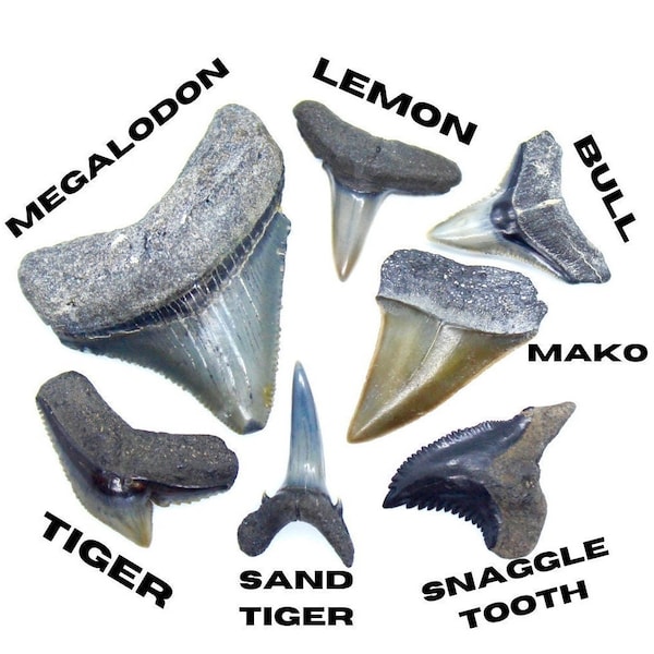 CUSTOM SHARK TOOTH Necklace, Real Sharks Teeth Jewelry, Fossilized Ancient, Megalodon, Rare Fossils, Ocean Sea Lover, Jj Maybank, Handmade