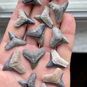 These beautiful, ancient, fossilized Bull Shark teeth were found scuba diving or digging n Venice, Florida and are 2-23 million years old! Sharks teeth are all unique and no two are the same, like a snowflake.
