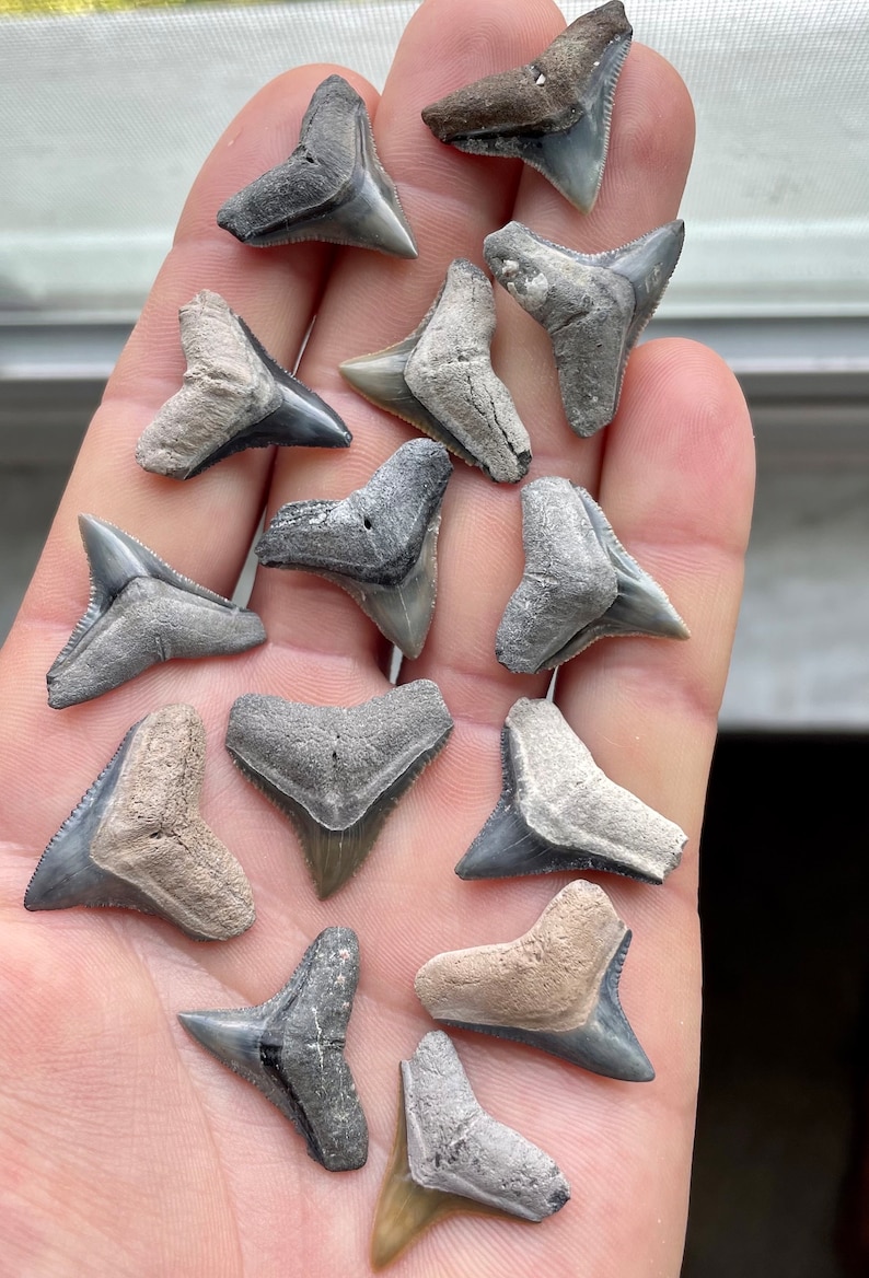 These beautiful, ancient, fossilized Bull Shark teeth were found scuba diving or digging n Venice, Florida and are 2-23 million years old! Sharks teeth are all unique and no two are the same, like a snowflake.