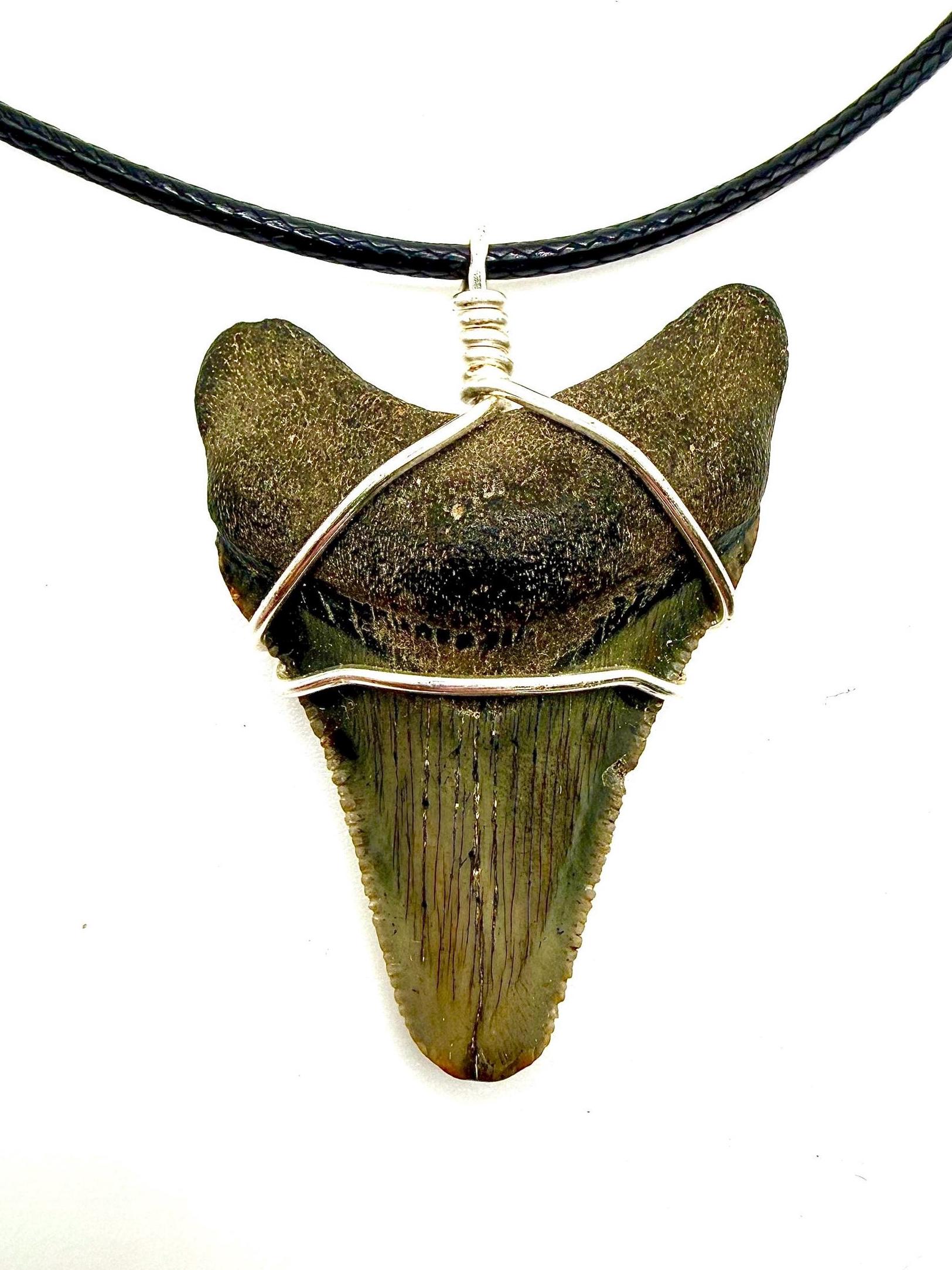 Mégalodon - Dent de requin fossile 7,3 cm - Carcharocles - Catawiki