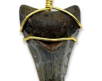 Megalodon Shark Tooth Necklace, 14K Gold Filled Rope Chain, 16"–30"