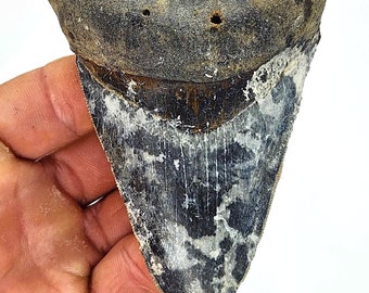 CAMO Lightning 4 Inch Megalodon Shark Tooth Fossil Golden Beach, Real Meg Teeth Rare Ancient Fossilized Sharks, Authentic Genuine Megalodons