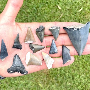 Puede incluir: Una colección de dientes de tiburón fosilizados de varios tamaños y colores, incluyendo gris, negro y beige. Los dientes se muestran en una mano abierta sobre un fondo de hierba verde.