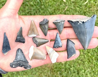 Broken Lesser White Shark Tooth, Great White Ancestor