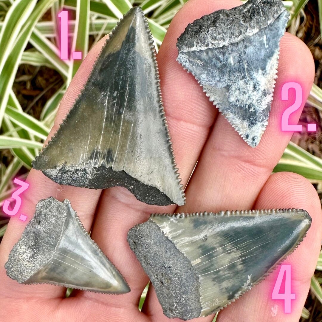 REAL Great White Shark Teeth Fossils, Ethical Greatwhite Sharks Tooth