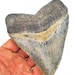 see more listings in the Megalodon Shark Teeth section