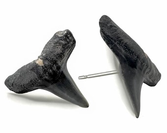 Fossilized Shark Tooth Stud Earrings, Stainless Steel, Handmade in Tampa, Florida