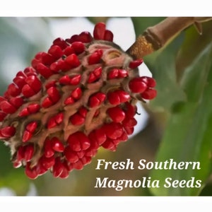 25 Southern Magnolia Seeds - New Season! Freshly picked , Free Planting Guide, Extra Large White Fragrant Flowers, Trees 80ft tall, Gorgeous