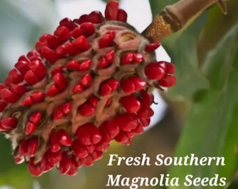 25 Southern Magnolia Seeds – Fragrant White Flowers, Planting Guide