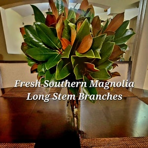 Live Southern Magnolia Branches - Premium EXTRA Long 18-22&quot; Stems, Cut Fresh to Order, Bouquets Weddings, Vases, Available Year Round!