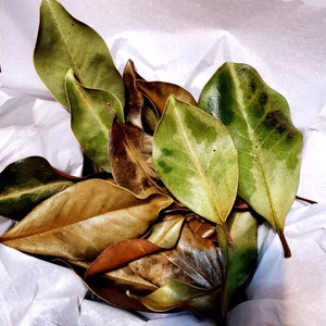 Getrocknete Südliche Magnolienblätter - Extra Große Blätter für Aquarien, Terrarien, Vivarien, Isopoden, Frösche, Schlangen, natürliches Tannine