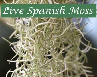 Fresh Premium Spanish Moss- Summer SALE! Healthy ExtraLong Strands,*BONUS Free airplant+care guide! Live Tillandsia Usneoides, Easy to grow!