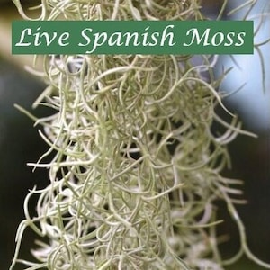 Fresh Premium Spanish Moss- Summer SALE! Healthy ExtraLong Strands,*BONUS Free airplant+care guide! Live Tillandsia Usneoides, Easy to grow!
