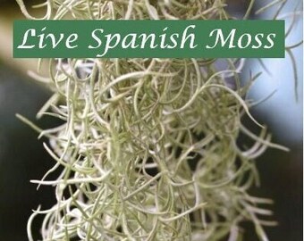 Fresh Premium Spanish Moss- Summer SALE! Healthy ExtraLong Strands,*BONUS Free airplant+care guide! Live Tillandsia Usneoides, Easy to grow!