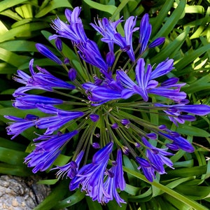 Purple African Lily Seeds-Agapanthus Africanus Lily of The Nile, Fresh from the pod! Prêt à planter, fleurs lumineuses extra larges, entretien facile !
